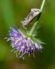 Syngrapha interrogationis