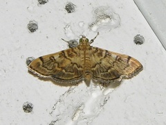 Bicilia iarchasalis
