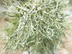 Ramalina stenospora