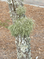 Ramalina stenospora