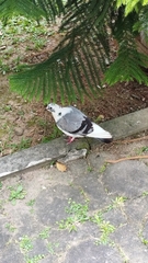 Columba livia domestica