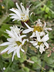 Senecio smithii