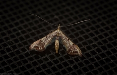 Euthrausta phoenicea
