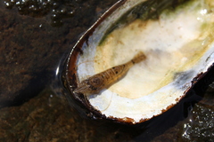 Crangon septemspinosa