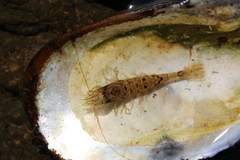 Crangon septemspinosa