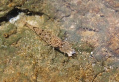 Crangon septemspinosa