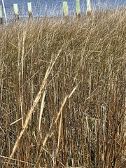 Sporobolus alterniflorus