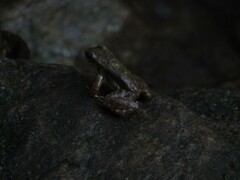 Crossodactylus gaudichaudii