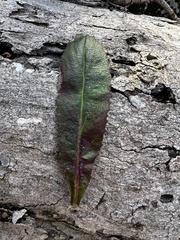 Micranthes micranthidifolia