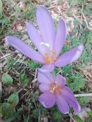 Colchicum autumnale