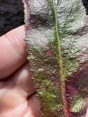 Micranthes micranthidifolia