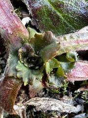 Micranthes micranthidifolia