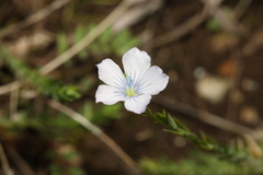 Linum bienne