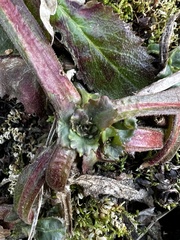 Micranthes micranthidifolia