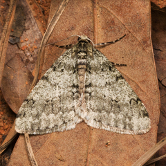 Phigalia strigataria