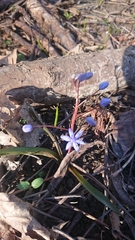 Scilla