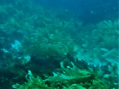 Dinolestes lewini
