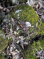 Micranthes micranthidifolia