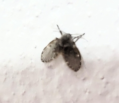 Clogmia albipunctata