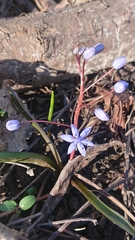 Scilla