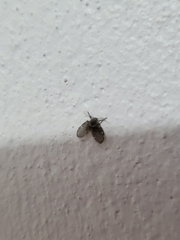 Clogmia albipunctata