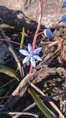 Scilla