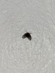 Clogmia albipunctata