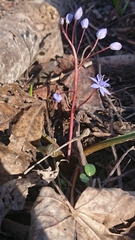Scilla