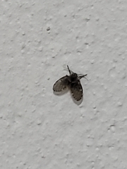 Clogmia albipunctata