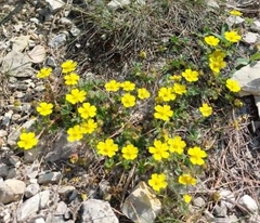 Potentilla incana