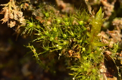 Pleuridium subulatum