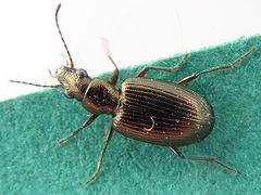 Bembidion punctulatum
