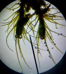 Pleuridium subulatum