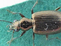 Bembidion punctulatum