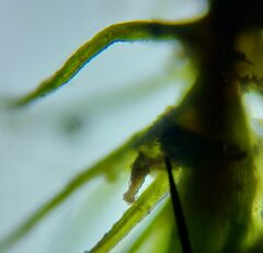 Pleuridium subulatum