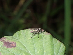Hylemya latevittata