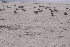 Numenius phaeopus hudsonicus