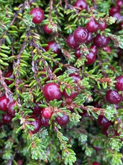 Empetrum rubrum