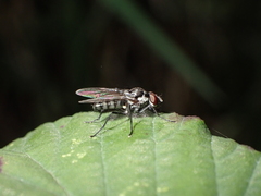 Hylemya latevittata