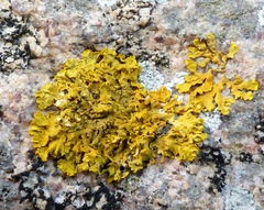 Xanthoria