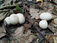 Lycoperdon perlatum