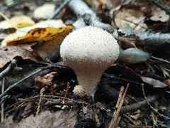 Lycoperdon perlatum