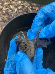 Pipistrellus pipistrellus