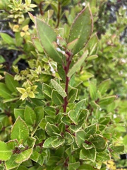 Maytenus magellanica