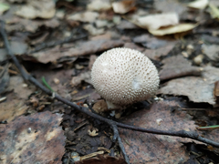Lycoperdon perlatum