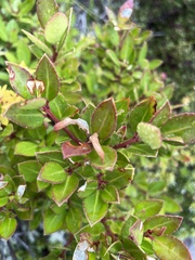 Maytenus magellanica