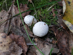Lycoperdon perlatum