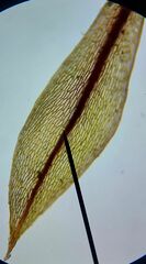 Imbribryum alpinum
