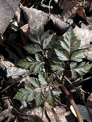 Osmorhiza longistylis