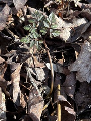Osmorhiza longistylis